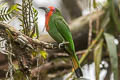 Red-bearded Bee-eater Nyctyornis amictus