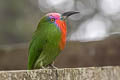 Red-bearded Bee-eater Nyctyornis amictus