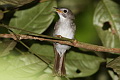 Scaly-crowned Babbler Malacopteron cinereum cinereum