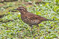 Siberian Thrush Geokichla sibirica sibirica