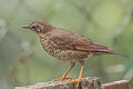 Siberian Thrush Geokichla sibirica sibirica