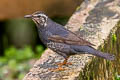 Siberian Thrush Geokichla sibirica sibirica