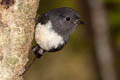 South Island Robin Petroica australis rakiura