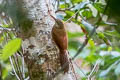 Amazonian Barred Woodcreeper Dendrocolaptes certhia juruanus