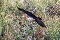 Andean Ibis Theristicus branickii
