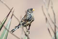 Band-tailed Seedeater Catamenia analis analoides