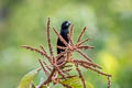 Black-billed Seed Finch Sporophila atrirostris atrirostris 