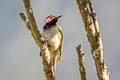 Black-necked Woodpecker Colaptes atricollis peruvianus