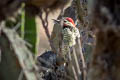 Black-necked Woodpecker Colaptes atricollis peruvianus