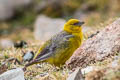 bright-rumped Yellow Finch Sicalis uropigyalis sharpei 