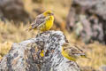 bright-rumped Yellow Finch Sicalis uropigyalis sharpei 