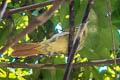 Chestnut-winged Hookbill Ancistrops strigilatus