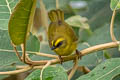 Citrine Warbler Myiothlypis luteoviridis striaticeps