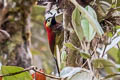Crimson-mantled Woodpecker Colaptes rivolii brevirostris