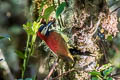 Crimson-mantled Woodpecker Colaptes rivolii brevirostris