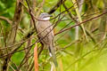 Dark-billed Cuckoo Coccyzus melacoryphus