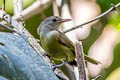 Dusky-capped Greenlet Hylophilus hypoxanthus ictericus