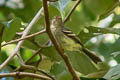 Euler's Flycatcher Lathrotriccus euleri bolivianus
