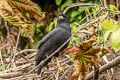 great Black Hawk Buteogallus urubitinga urubitinga