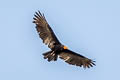 Greater Yellow-headed Vulture Cathartes melambrotus