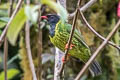 Green-and-black Fruiteater Pipreola riefferii confusa