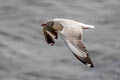 Grey-headed Gull Chroicocephalus cirrocephalus (Grey-hooded Gull)