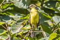 Lemon-browed Flycatcher Conopias cinchoneti cinchoneti