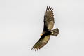 Lesser Yellow-headed Vulture Cathartes burrovianus urubutinga
