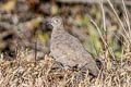 Moreno's Ground Dove Metriopelia morenoi (Bare-eyed Ground Dove)