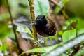 Northern Chestnut-tailed Antbird Sciaphylax castanea castanea (Zimmer's Antbird)