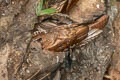 Oilbird Steatornis caripensis