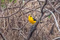 Oriole Blackbird Gymnomystax mexicanus