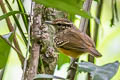 Peruvian Warbling Antbird Hypocnemis peruviana peruviana