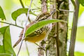 Peruvian Warbling Antbird Hypocnemis peruviana peruviana