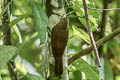Plain-brown Woodcreeper Dendrocincla fuliginosa neglecta