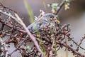 Plain-coloured Seedeater Catamenia inornata