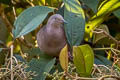 Plumbeous Pigeon Patagioenas plumbea pallescens