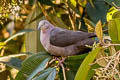Plumbeous Pigeon Patagioenas plumbea pallescens
