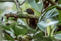 Rufous-capped Antthrush Formicarius colma nigrifrons 