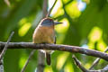 Rufous-capped Nunlet Nonnula ruficapilla ruficapilla