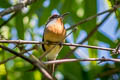 Rufous-capped Nunlet Nonnula ruficapilla ruficapilla