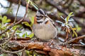 Rufous-collared Sparrow Zonotrichia capensis huancabambae