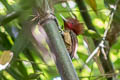 Rufous-headed Woodpecker Celeus spectabilis exsul