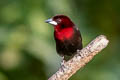Silver-beaked Tanager Ramphocelus carbo connectens