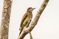 Spot-breasted Woodpecker Colaptes punctigula guttatus
