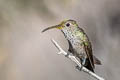 Spot-throated Hummingbird Thaumasius taczanowskii
