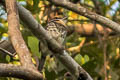 Spotted Puffbird Bucco tamatia pulmentum