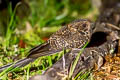 Swallow-tailed Nighjar Uropsalis segmentata kalinowskii 