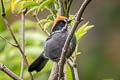 Taczanowski's Brushfinch Atlapetes taczanowskii