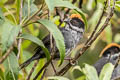 Taczanowski's Brushfinch Atlapetes taczanowskii